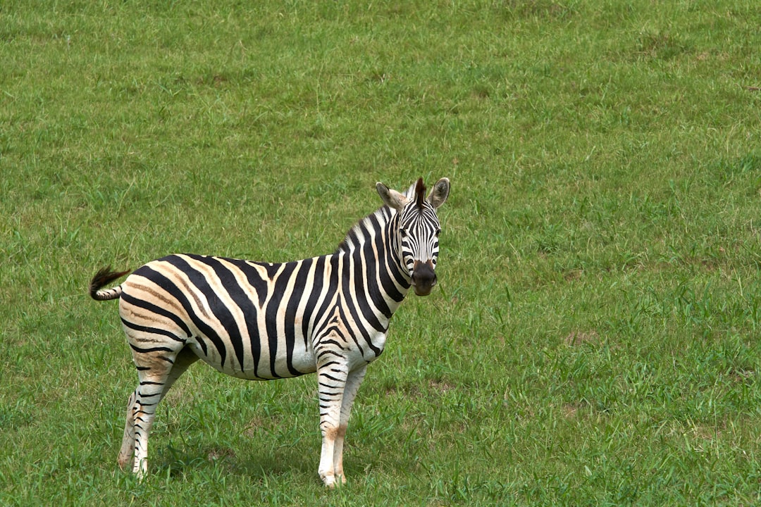 zebra on green grass field during daytime