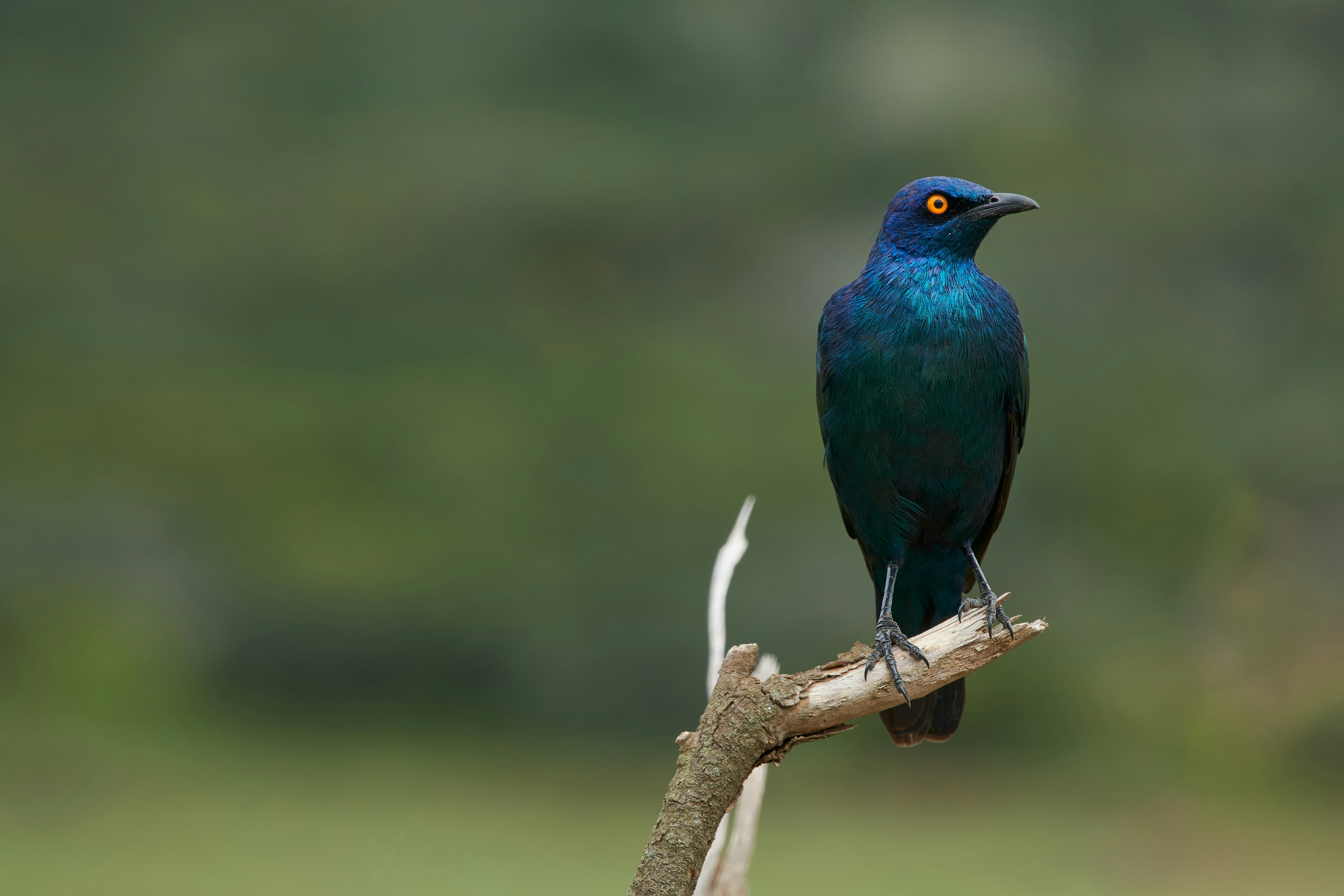 Photo by wolfgang_hasselmann