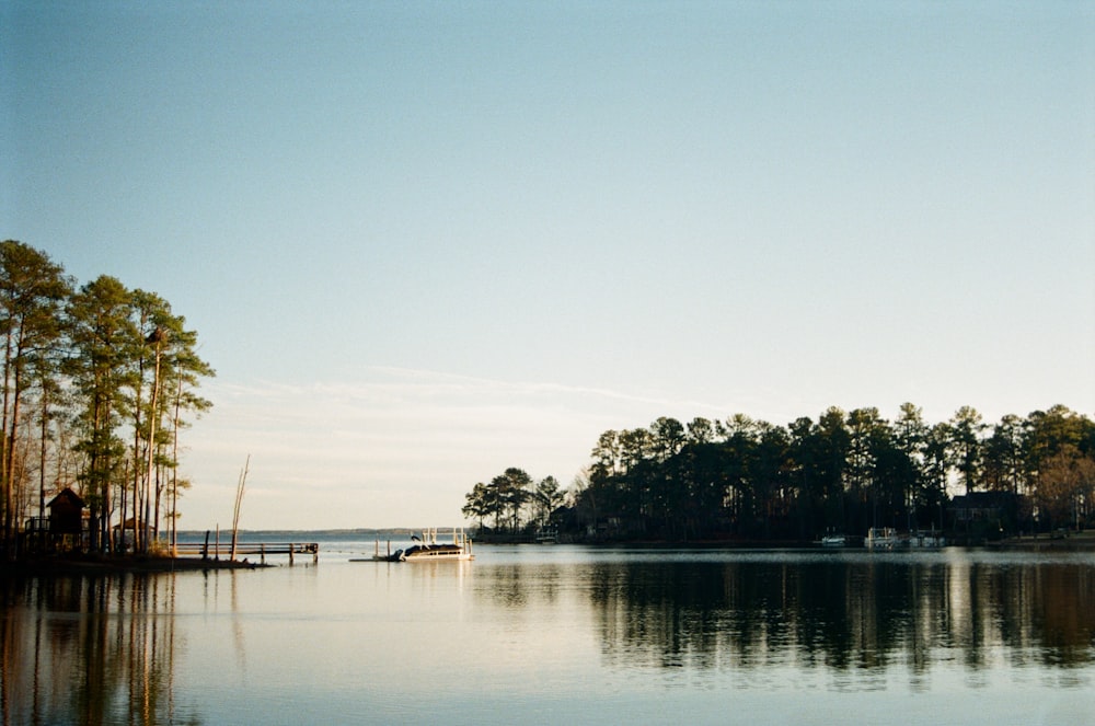 green trees near body of water during daytime