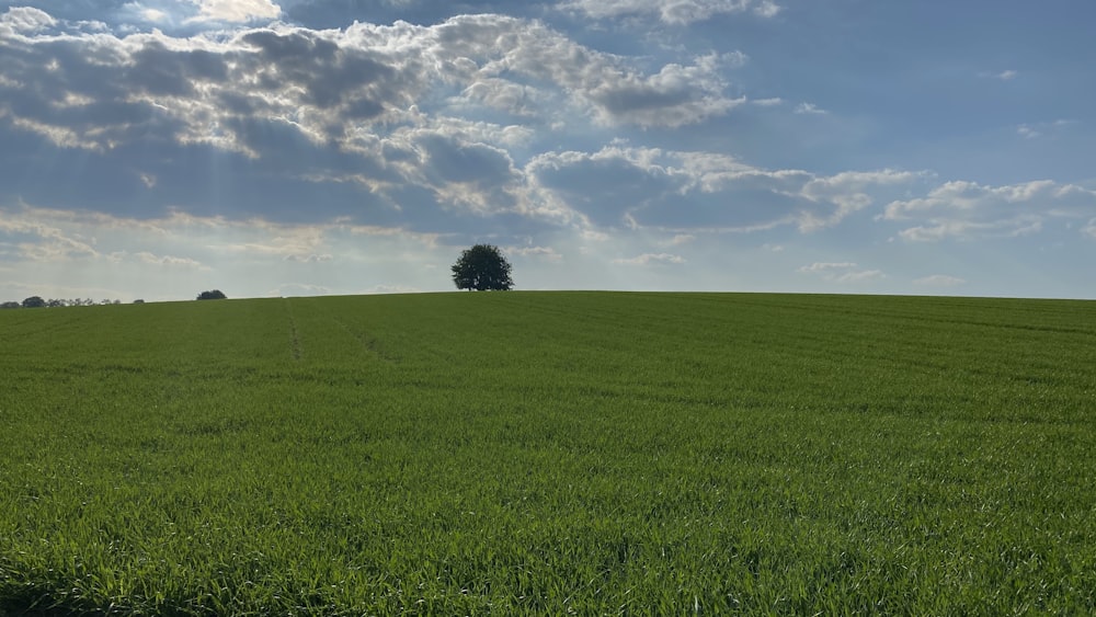 green grass field under white clouds and blue sky during daytime