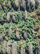 A community garden showcasing a mix of native plants and artistic stone arrangements.