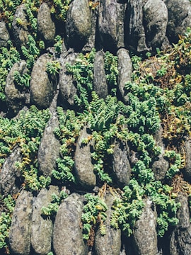 A community garden showcasing a mix of native plants and artistic stone arrangements.