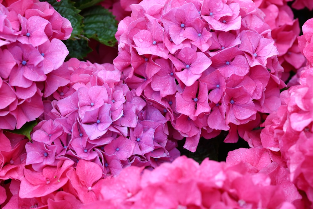 pink flowers in tilt shift lens