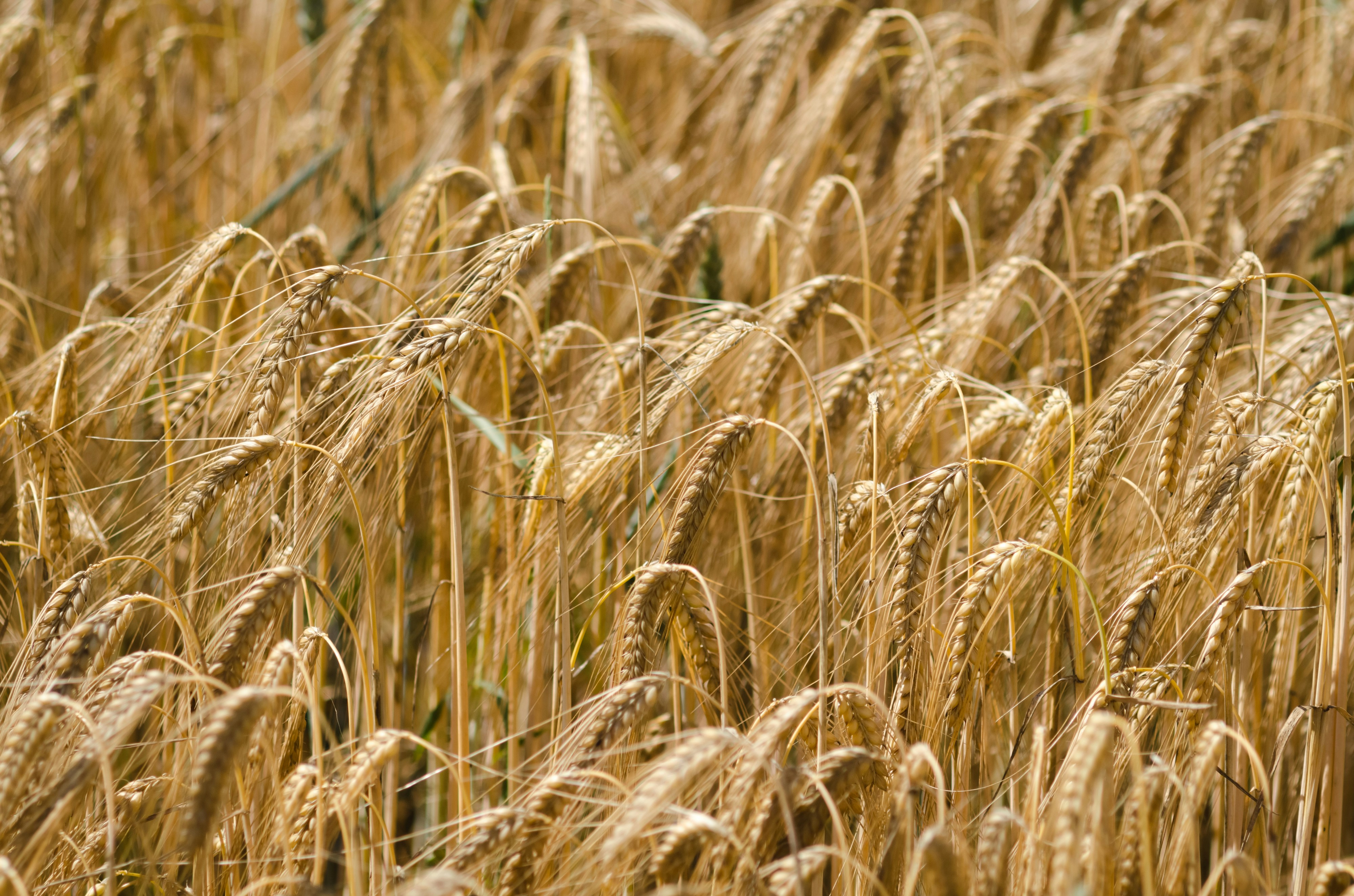 brown wheat field during daytime