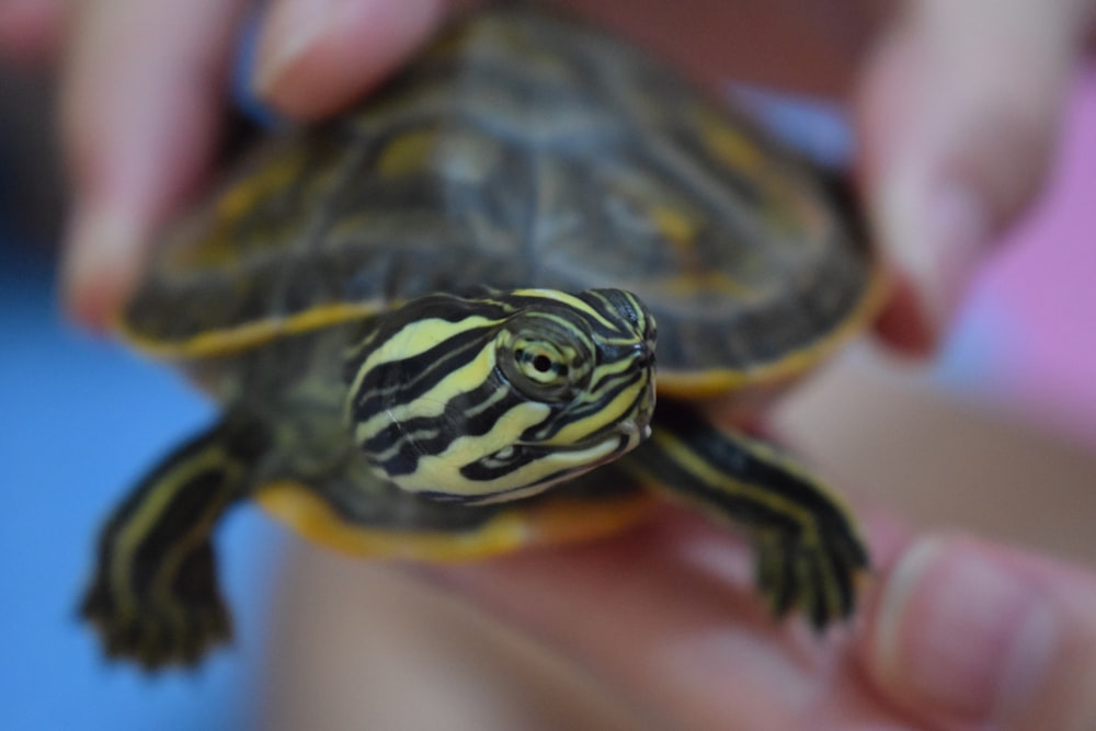 black and brown turtle on persons hand