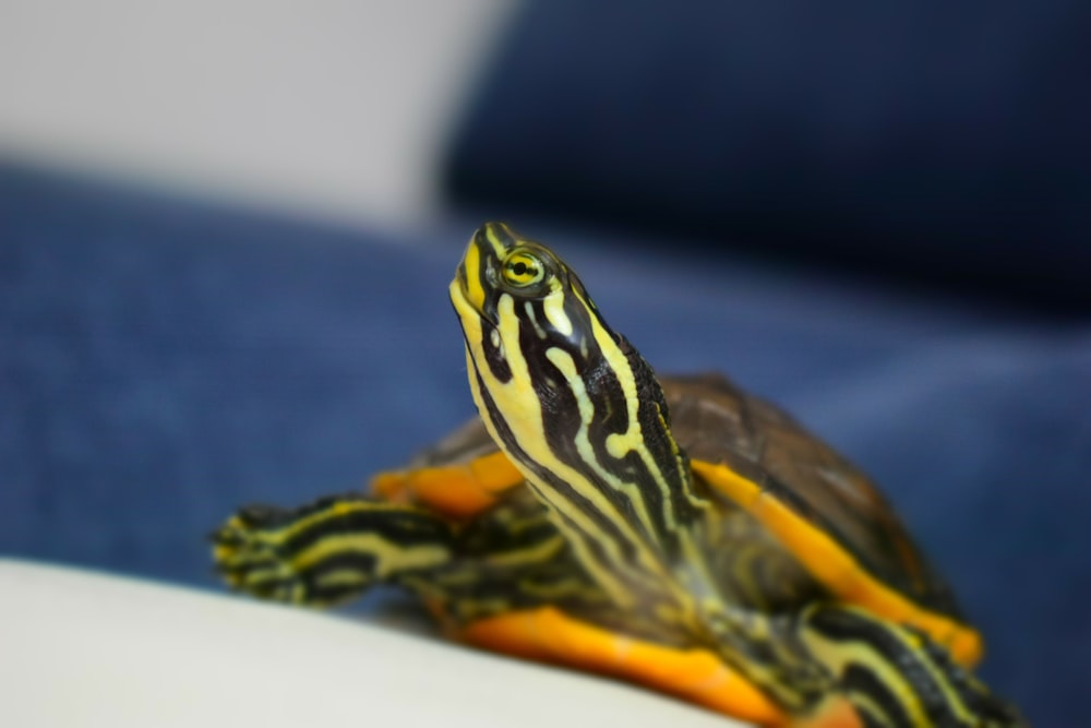 yellow and black turtle on white surface