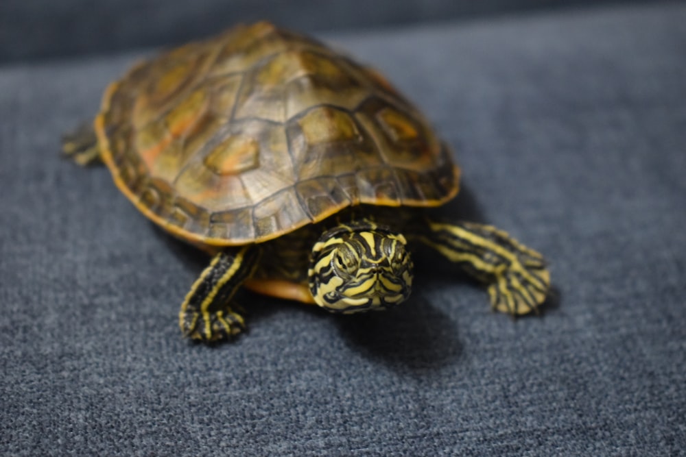 brown and black turtle on gray textile