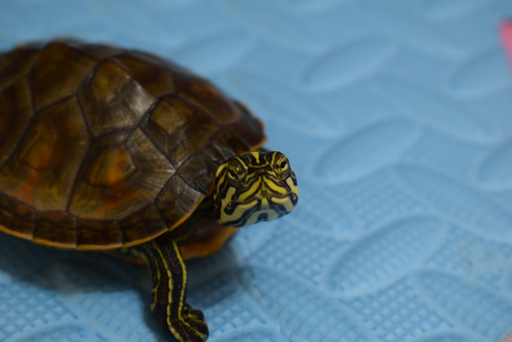 black and yellow turtle on white textile