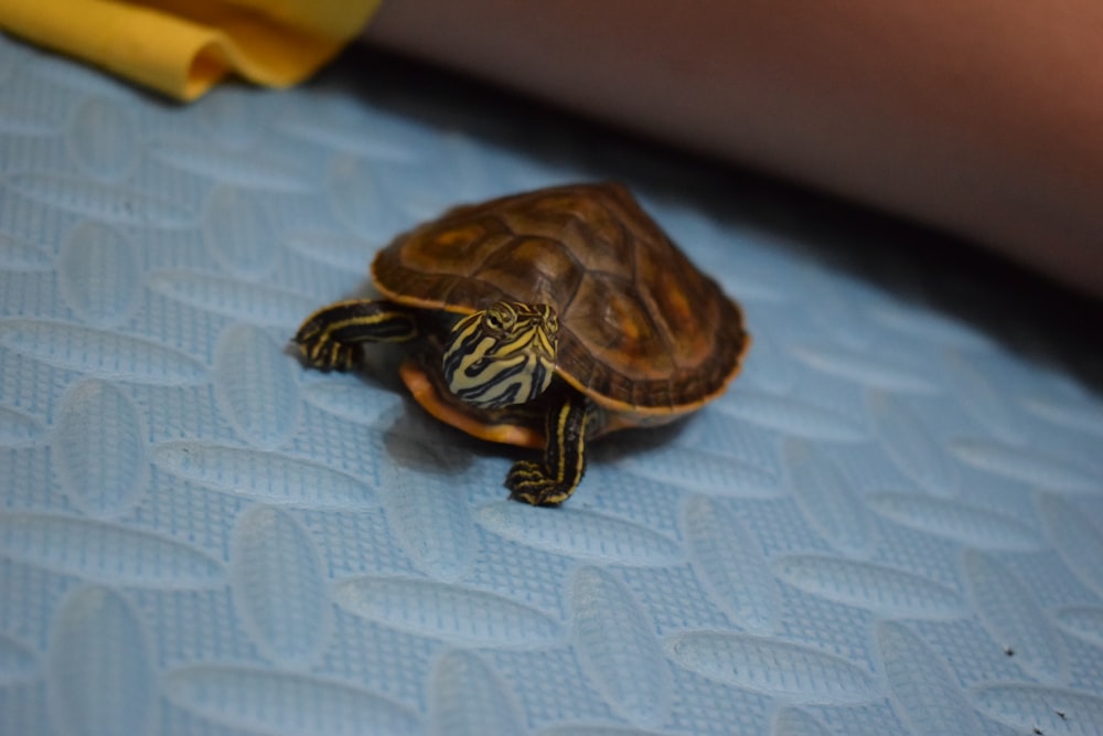 black and brown turtle on white textile