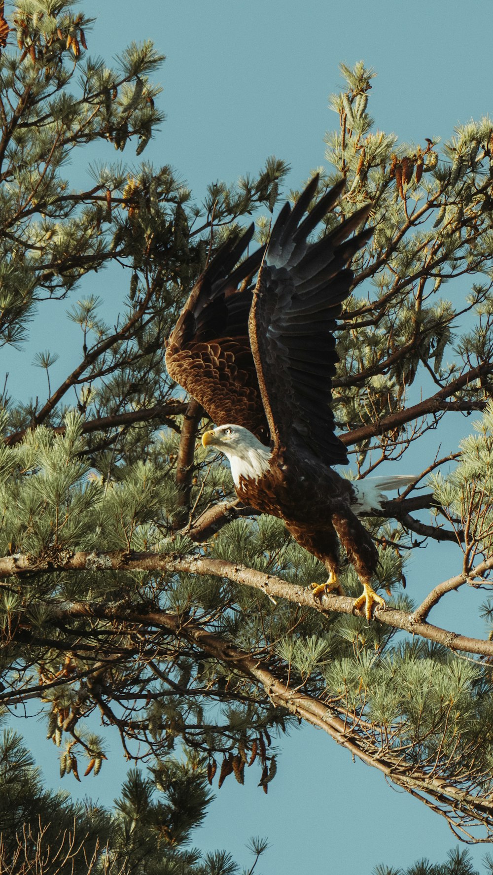 aigle noir et blanc sur une branche d’arbre brune pendant la journée