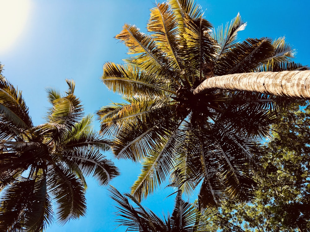 green palm tree under blue sky during daytime