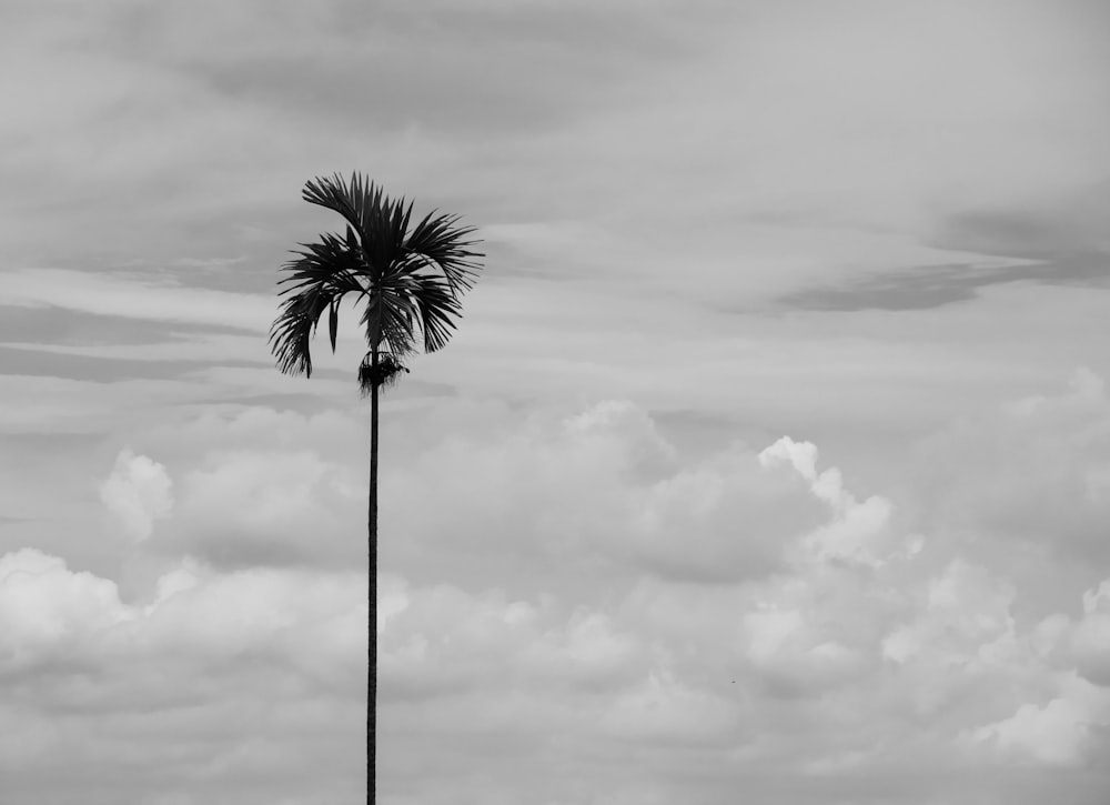 grayscale photo of palm tree under cloudy sky