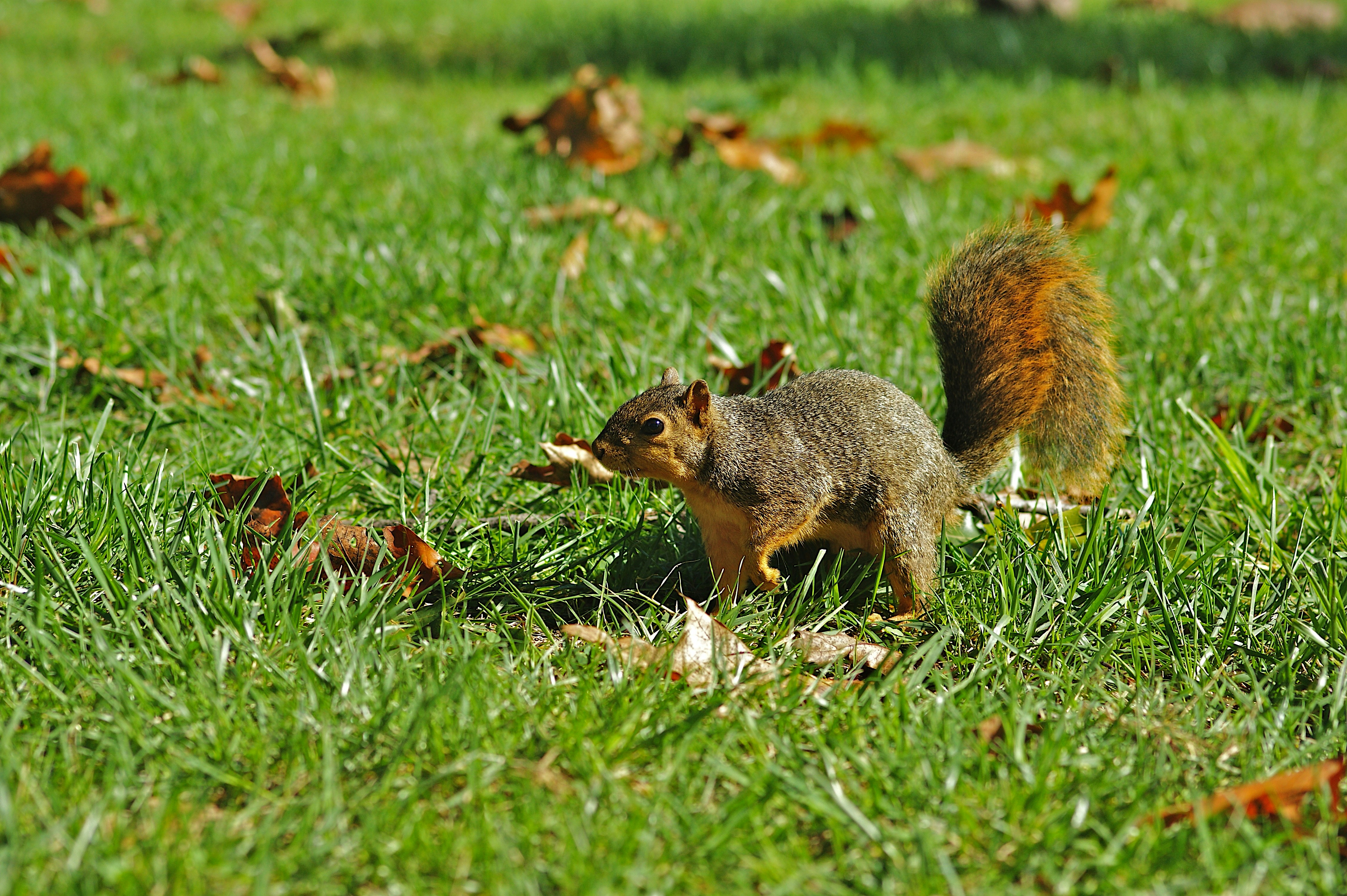 Photo by wolfgang_hasselmann