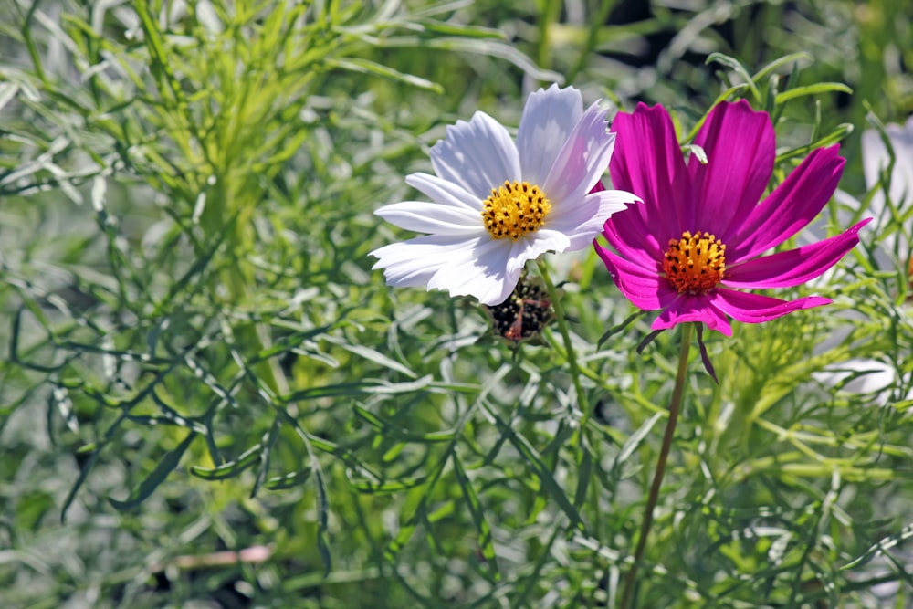 purple and white flower in tilt shift lens