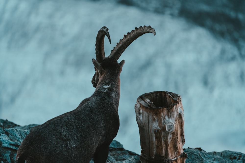 brown animal skull on rock