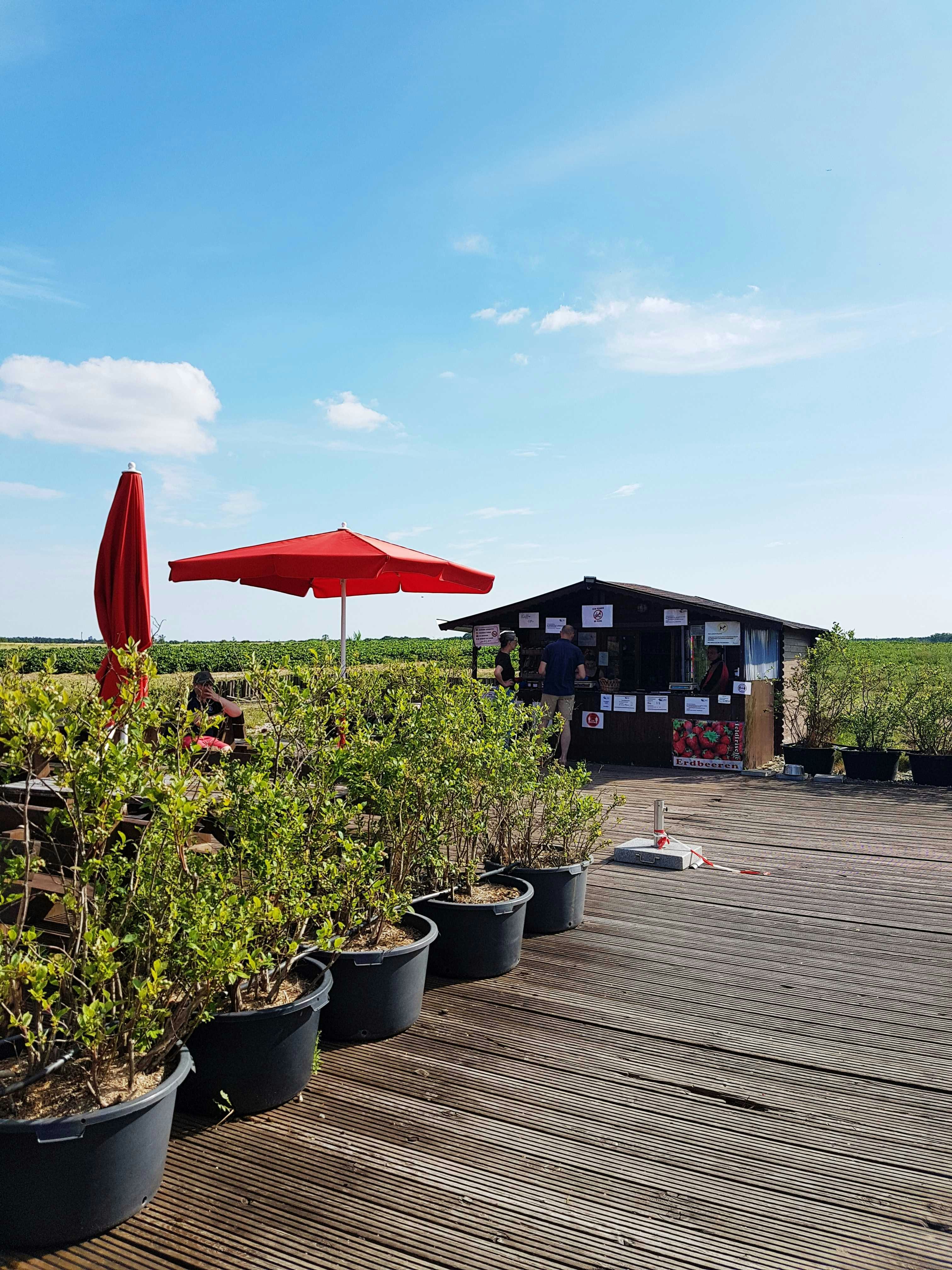 red patio umbrella near green plants during daytime