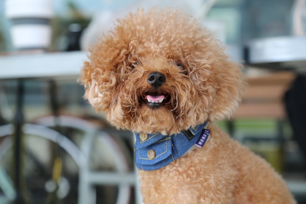 Perro pequeño marrón de pelo largo con collar azul y blanco