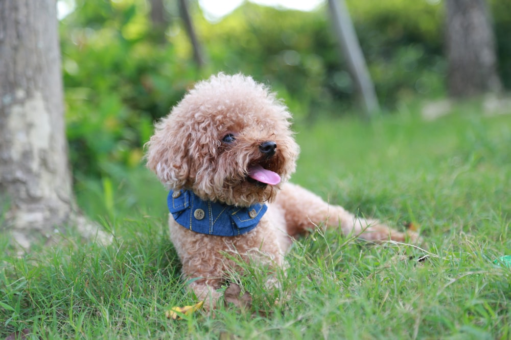 cão pequeno marrom longo revestido no campo de grama verde durante o dia