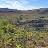 green trees on brown field under blue sky during daytime