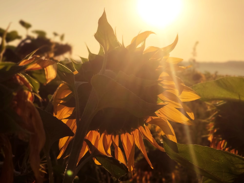 yellow sunflower in close up photography during daytime