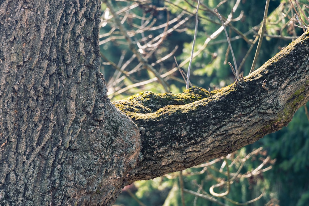 brown tree trunk with green moss