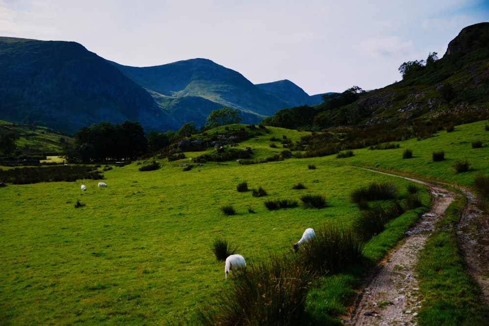 Campo de hierba verde cerca de la montaña durante el día