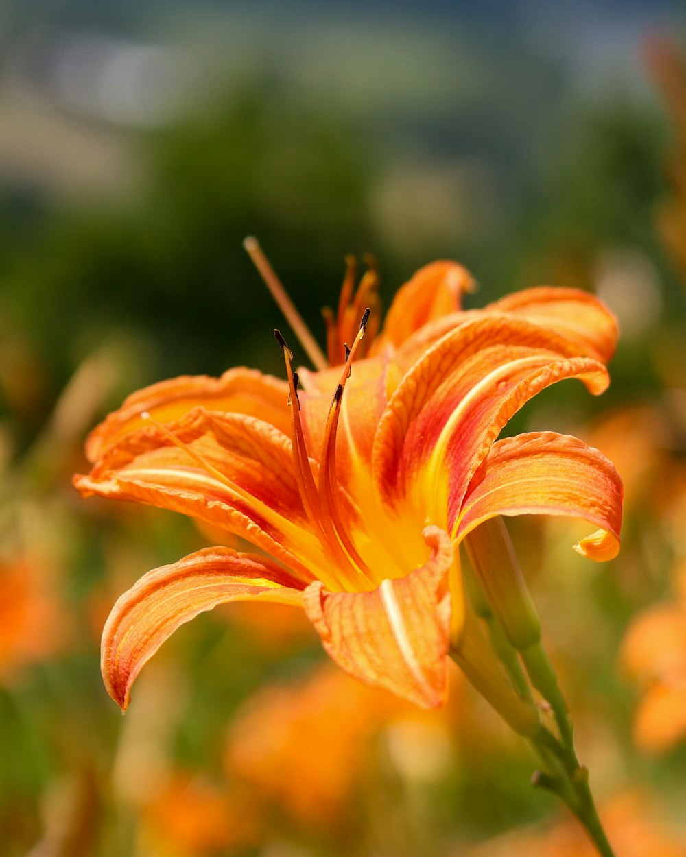 orange flower in tilt shift lens