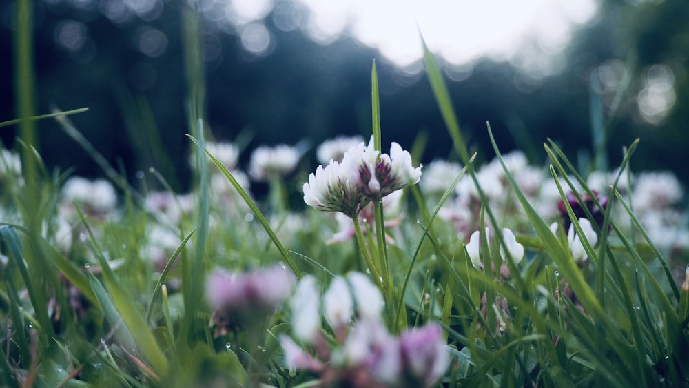 緑の芝生に白と紫の花