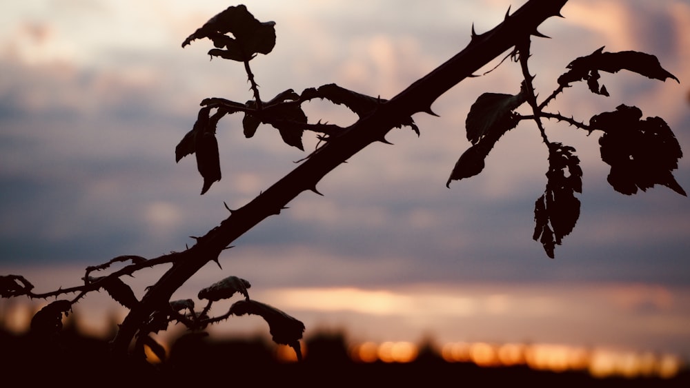 silhouette de plante au coucher du soleil