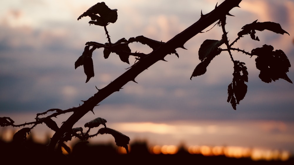 silhouette of plant during sunset
