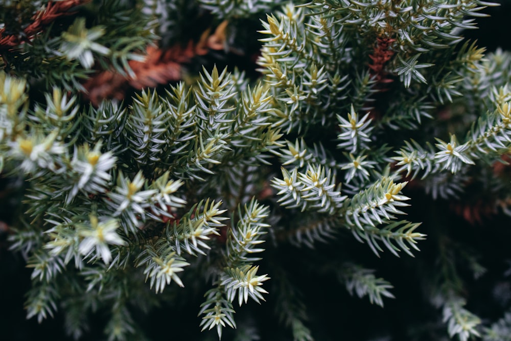 green pine tree in close up photography