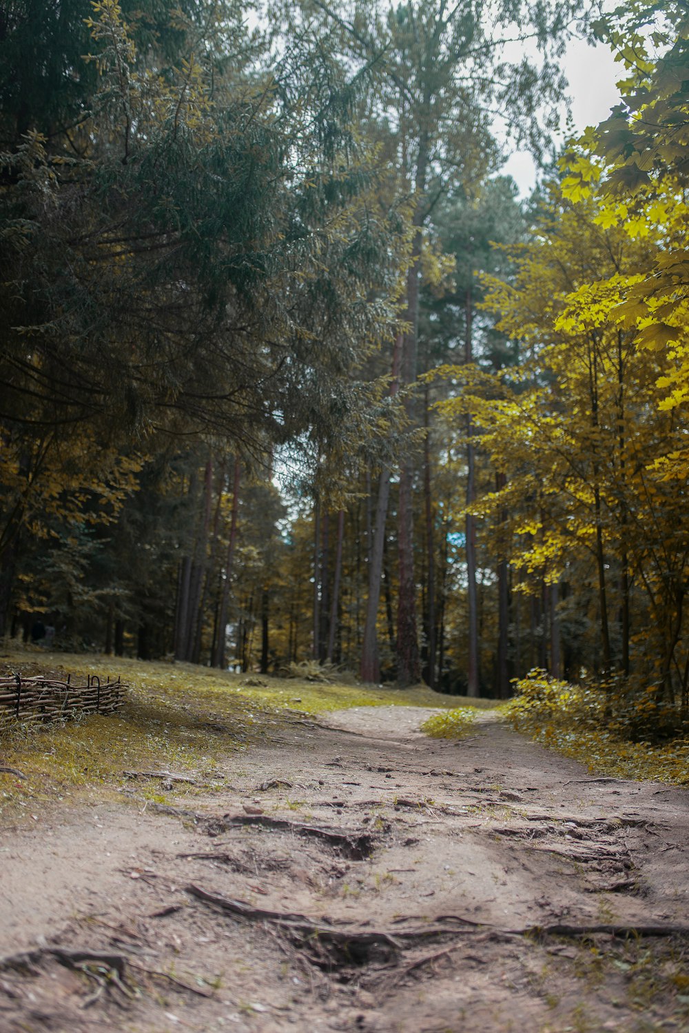 brown pathway between green trees during daytime