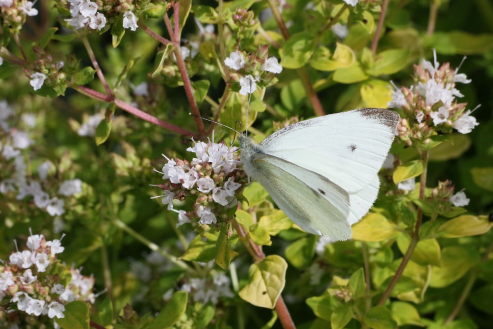 white butterfly perched on white flower during daytime