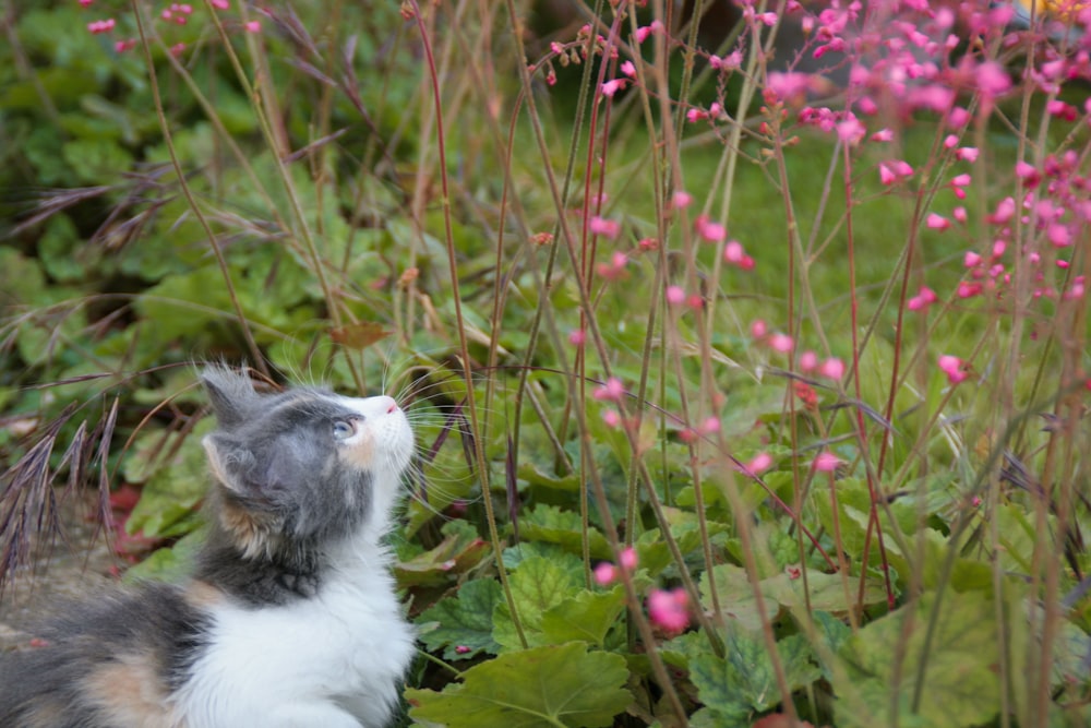 white and black cat on green grass during daytime