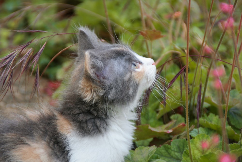 black and white cat on green grass