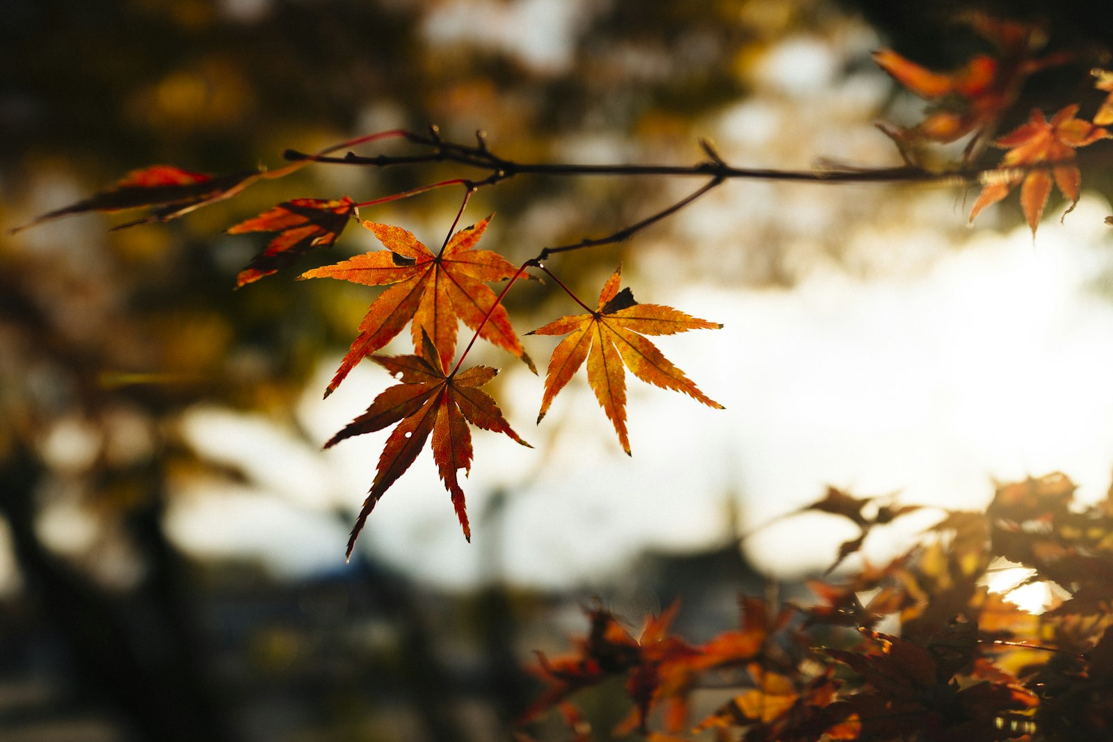 35mm F2.0 sample photo. Red maple leaf in photography