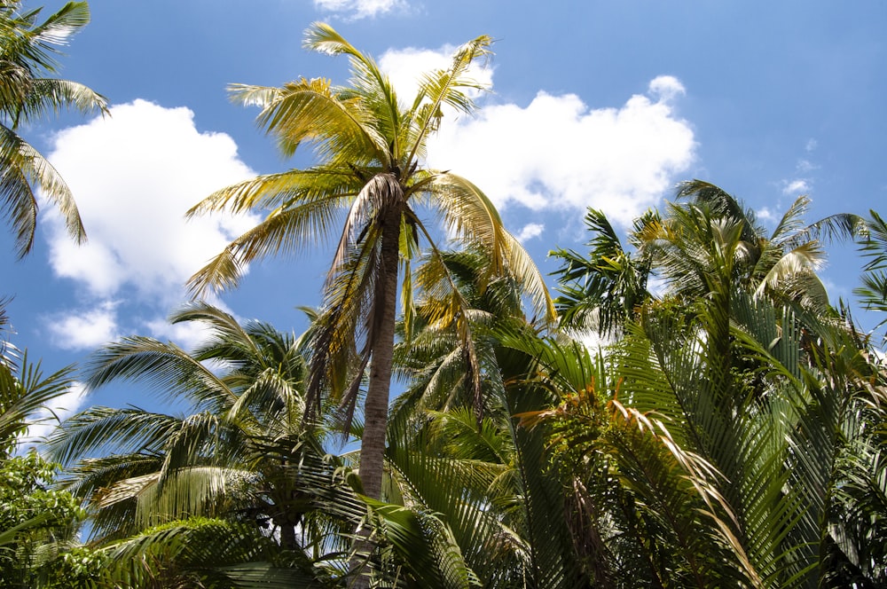 green coconut trees under blue sky during daytime