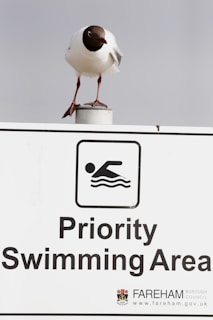 A seagull with a dark head perches on top of a sign indicating a 'Priority Swimming Area.' The sign includes an icon of a swimmer and text, along with a logo for Fareham Borough Council.