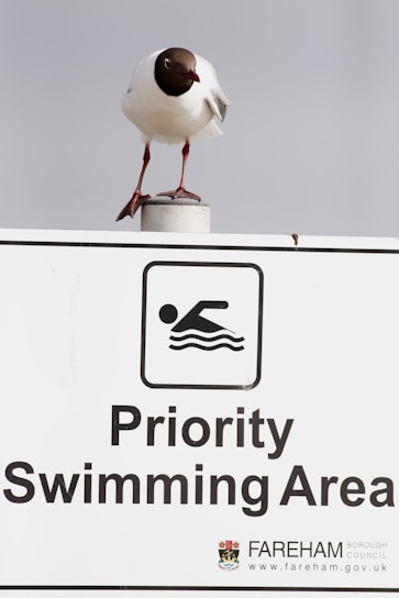 A seagull with a dark head perches on top of a sign indicating a 'Priority Swimming Area.' The sign includes an icon of a swimmer and text, along with a logo for Fareham Borough Council.