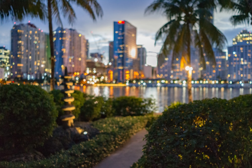 green palm tree near body of water during night time