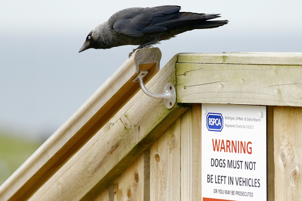 black bird on white wooden fence
