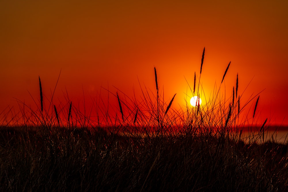 silhouette of grass during sunset