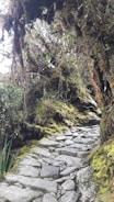 A narrow, rocky trail winds through a lush, dense forest. Moss and foliage cover the ground and the surrounding trees, creating a vibrant green landscape. The path appears uneven and is composed of large stones, leading through the vegetation.