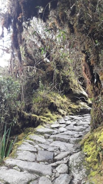 A narrow, rocky trail winds through a lush, dense forest. Moss and foliage cover the ground and the surrounding trees, creating a vibrant green landscape. The path appears uneven and is composed of large stones, leading through the vegetation.