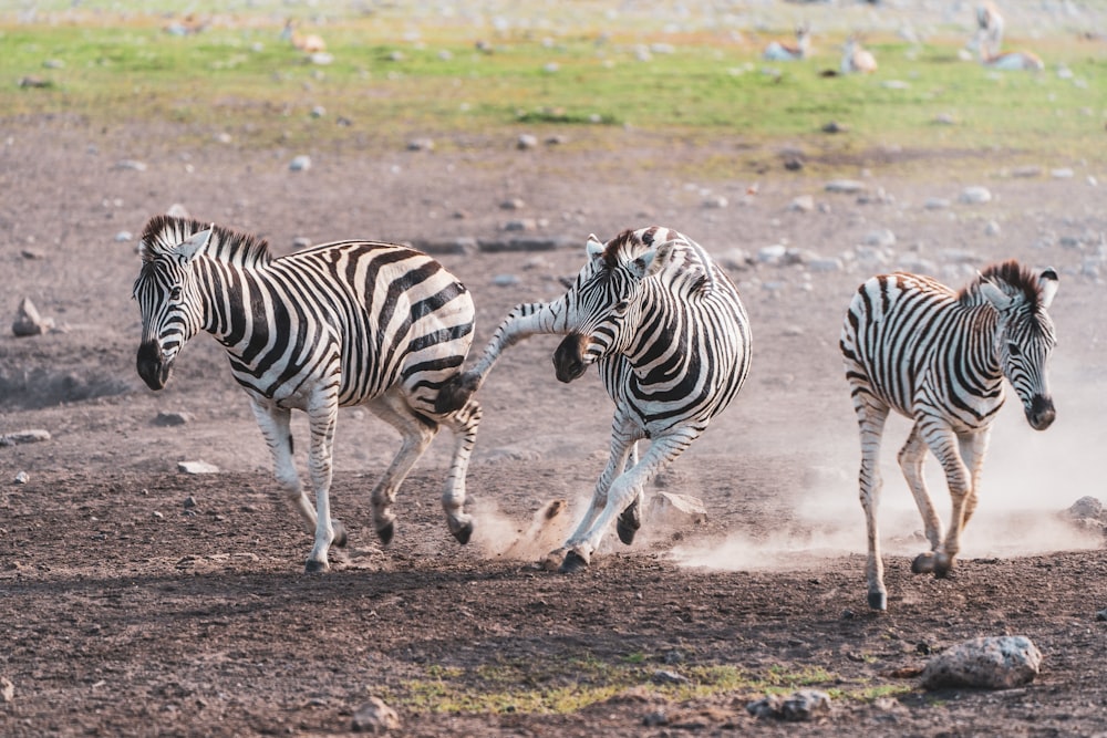 zebra on brown soil during daytime
