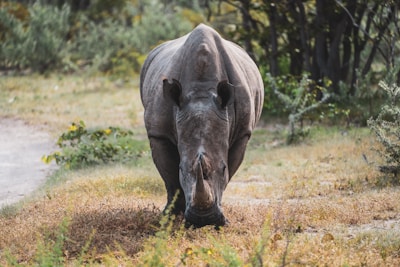 Black Rhinoceros
