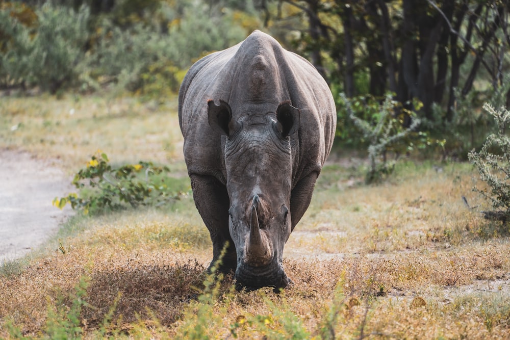 black rhinoceros on brown grass field during daytime