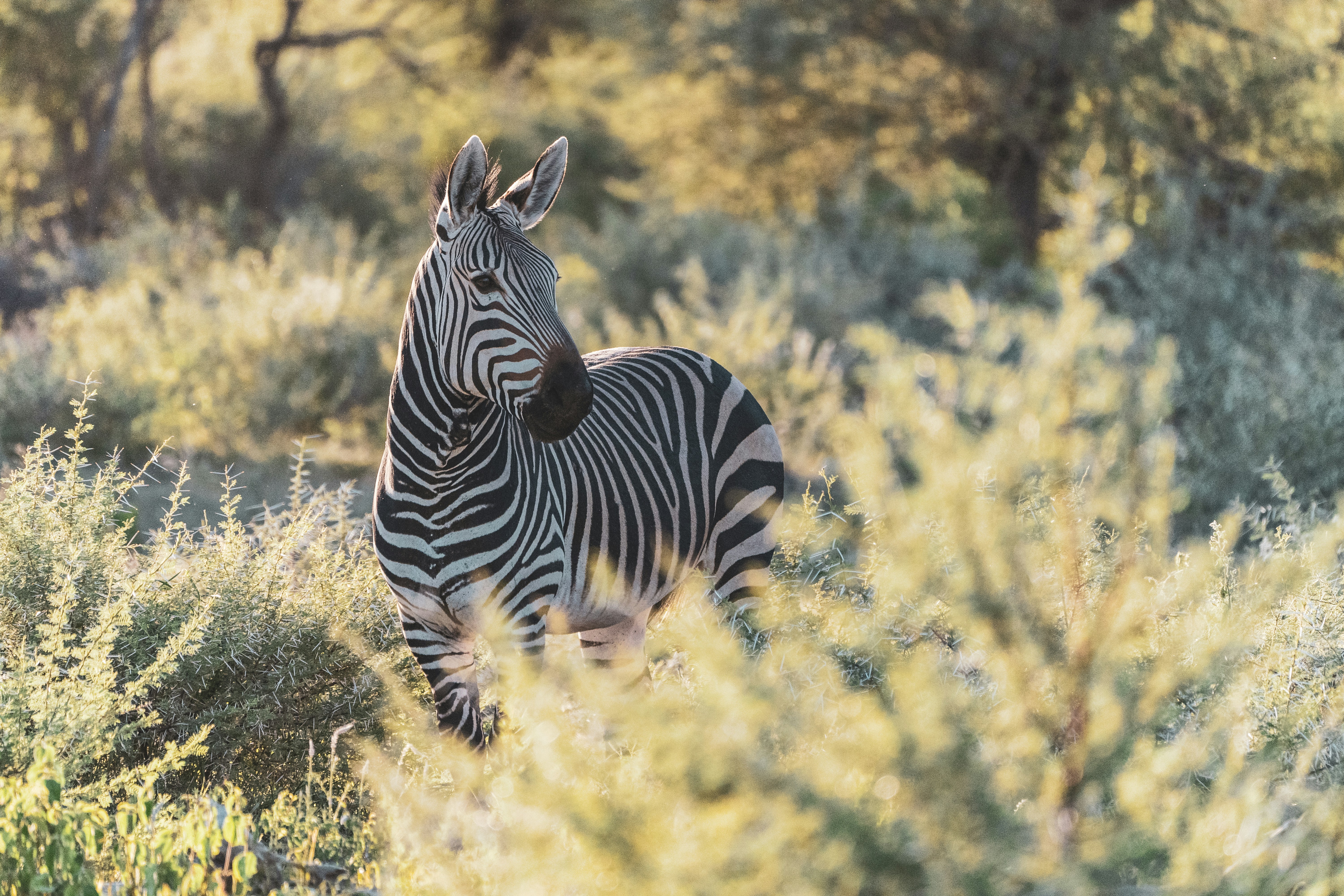 Photo by eelco_bohtlingk