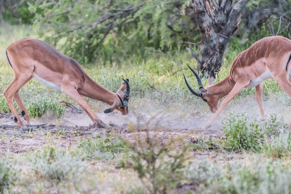 Cerf brun sur un champ d’herbe verte pendant la journée