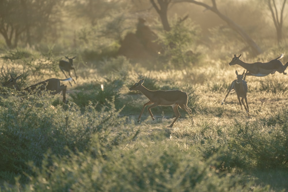 brown deer on green grass field during daytime